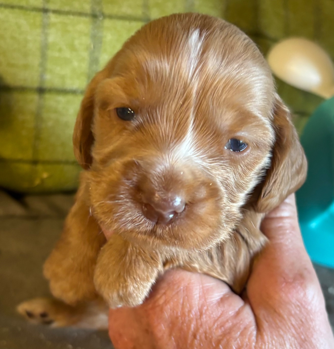 des Etangs de Dame Blanche - Chiots disponibles - Cocker Spaniel Anglais