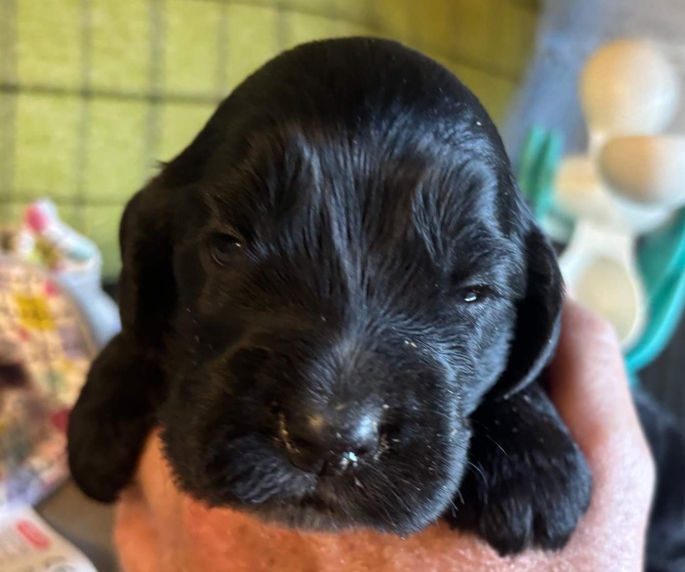 des Etangs de Dame Blanche - Chiots disponibles - Cocker Spaniel Anglais