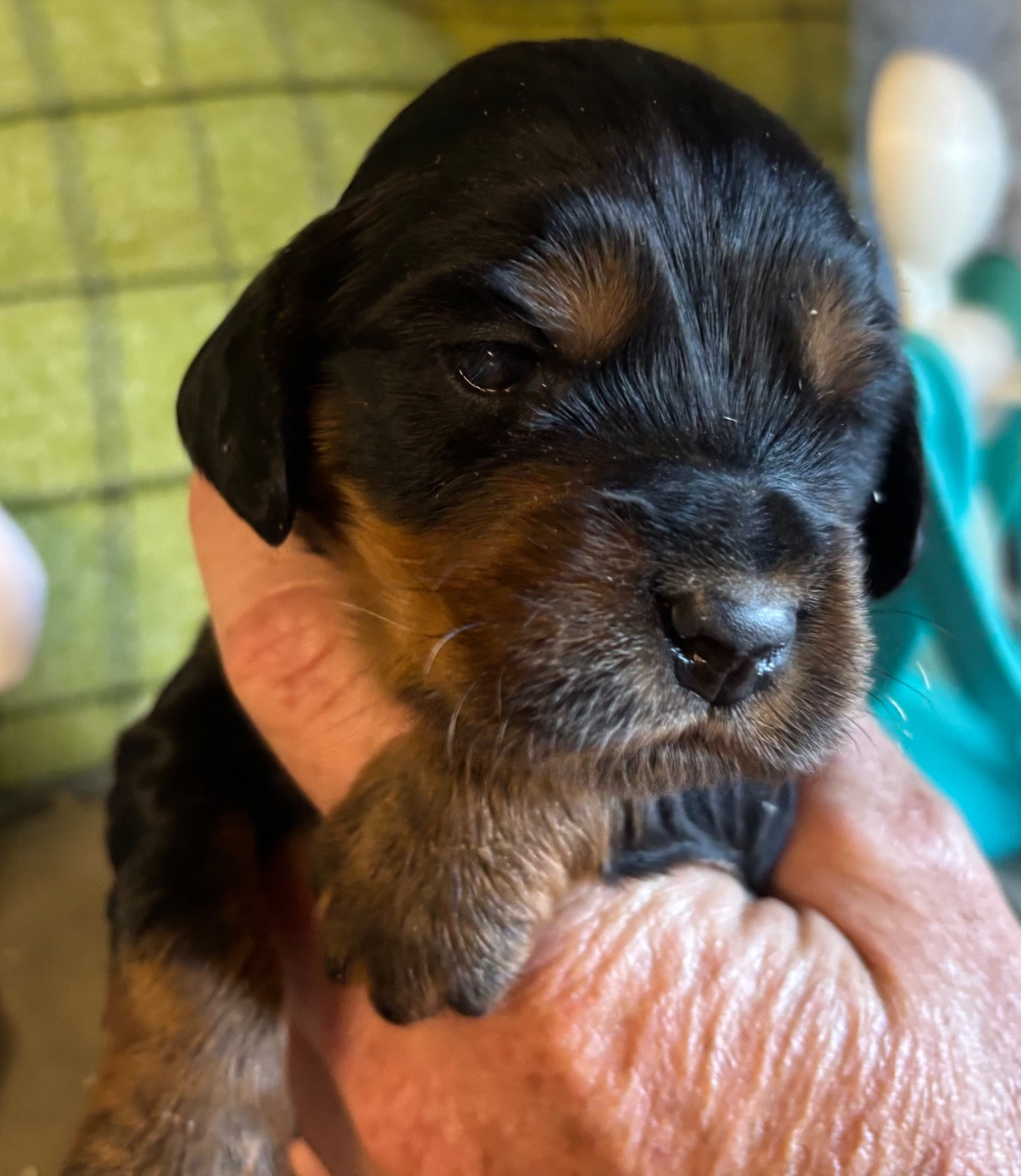 des Etangs de Dame Blanche - Chiots disponibles - Cocker Spaniel Anglais