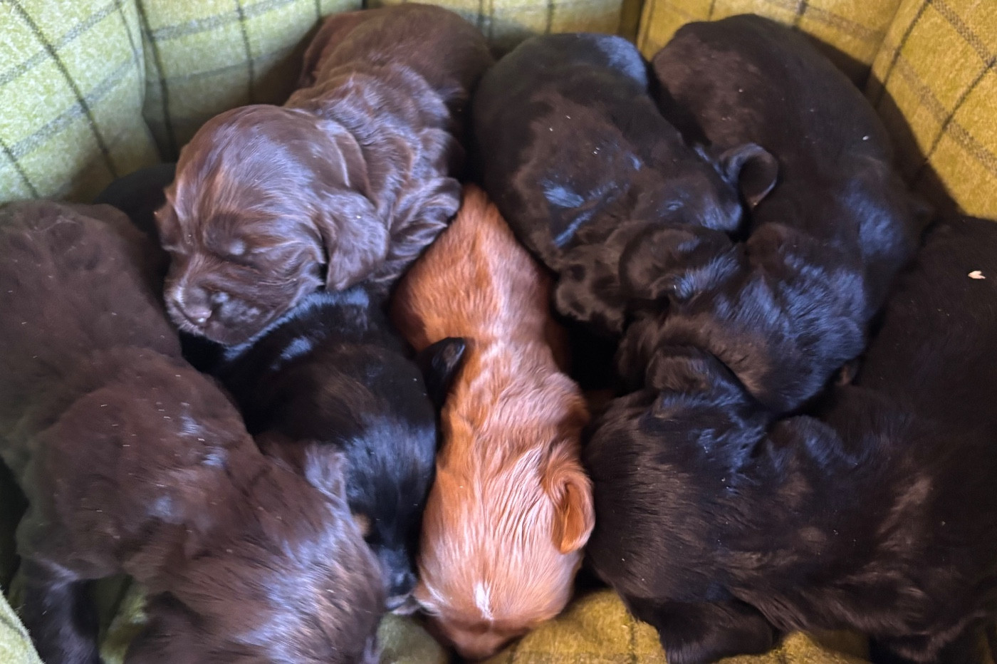 Chiot Cocker Spaniel Anglais des Etangs de Dame Blanche