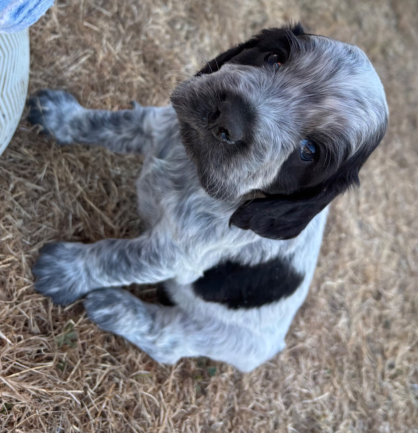 des Etangs de Dame Blanche - Chiots disponibles - Cocker Spaniel Anglais