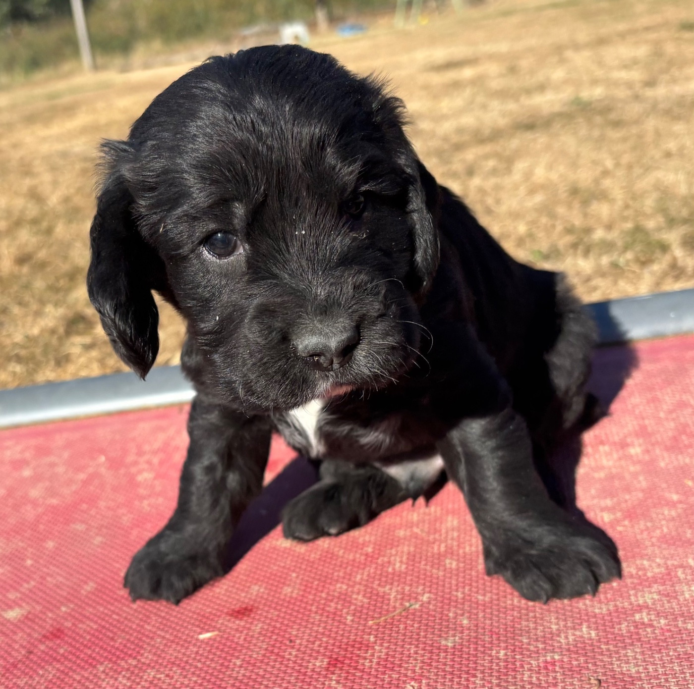 des Etangs de Dame Blanche - Chiots disponibles - Cocker Spaniel Anglais