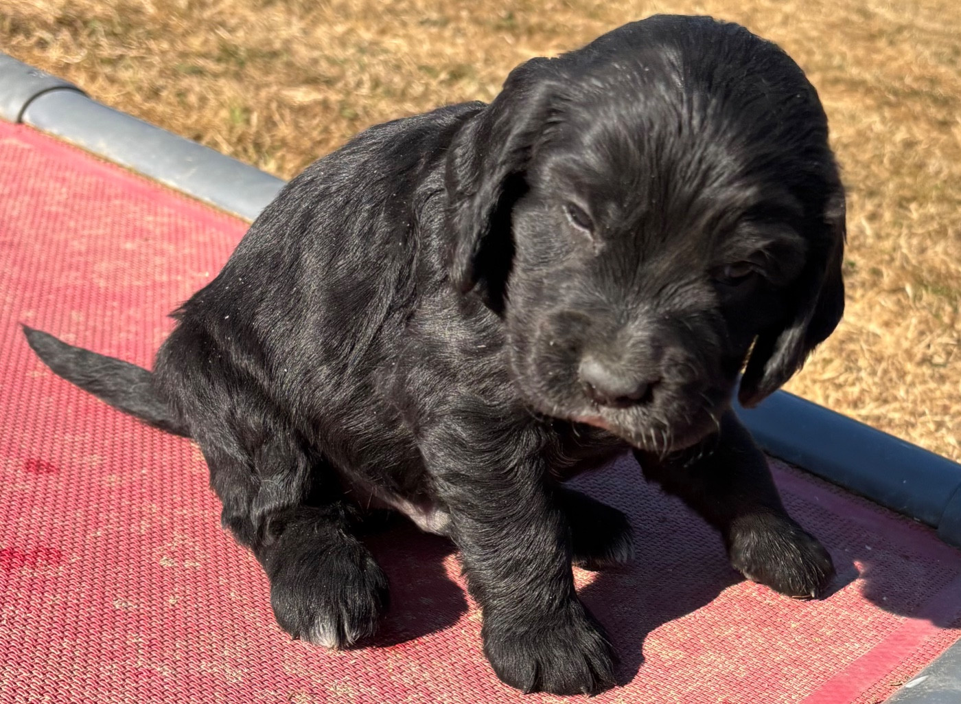 des Etangs de Dame Blanche - Chiots disponibles - Cocker Spaniel Anglais