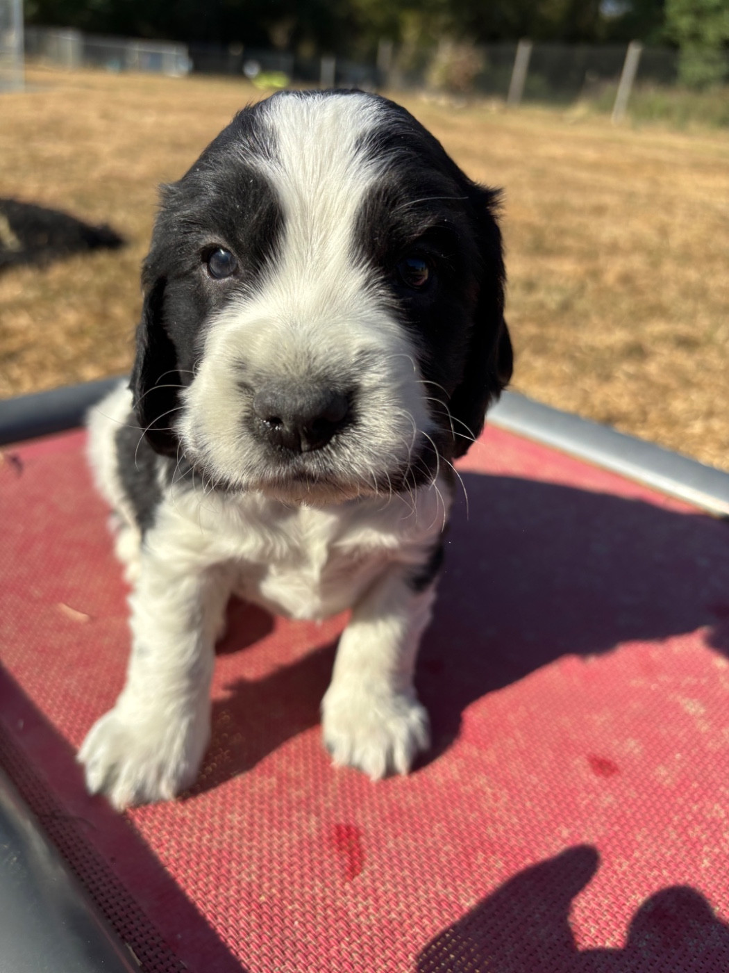 des Etangs de Dame Blanche - Chiots disponibles - Cocker Spaniel Anglais