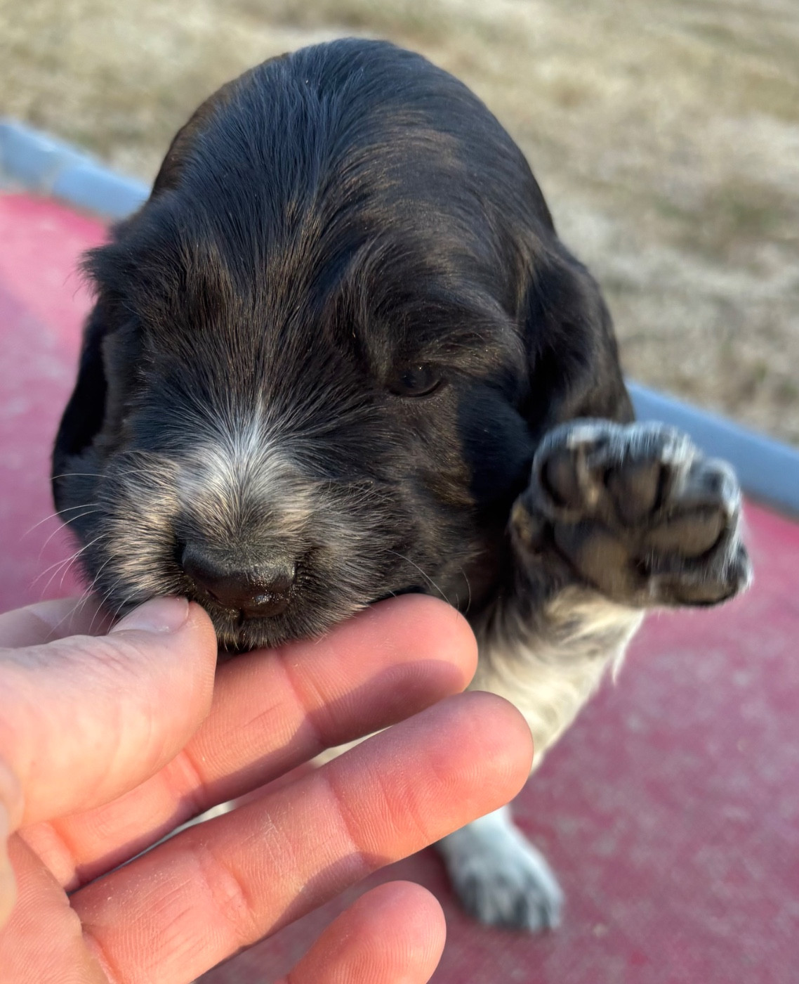 des Etangs de Dame Blanche - Chiots disponibles - Cocker Spaniel Anglais