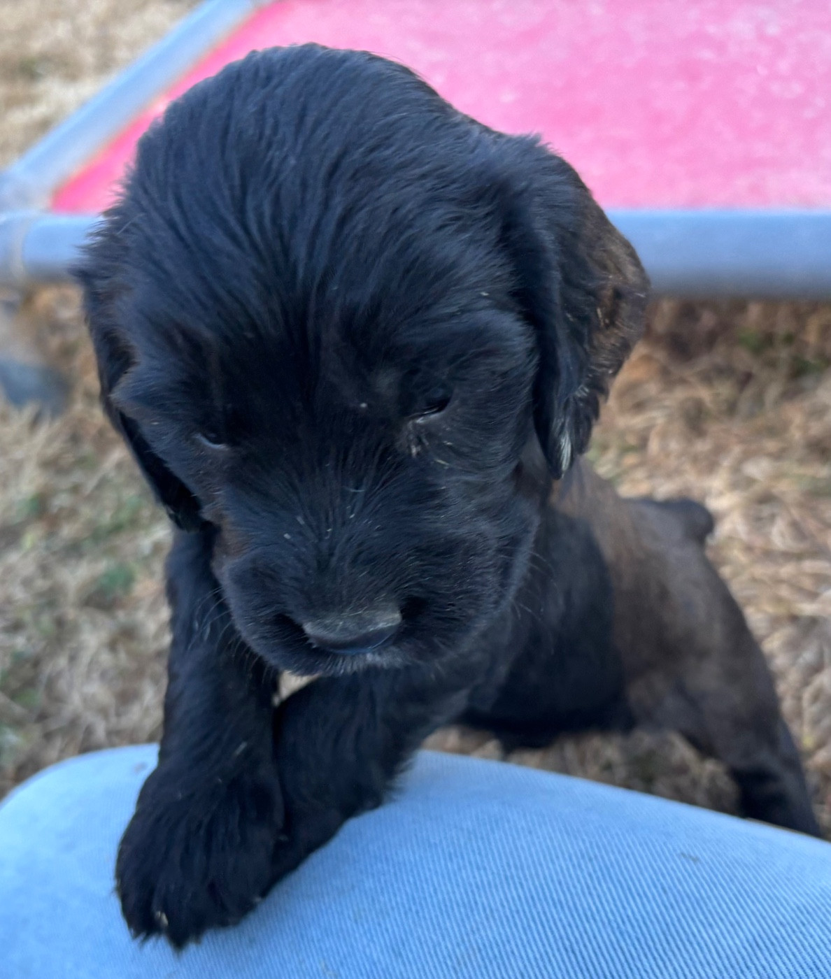 des Etangs de Dame Blanche - Chiots disponibles - Cocker Spaniel Anglais