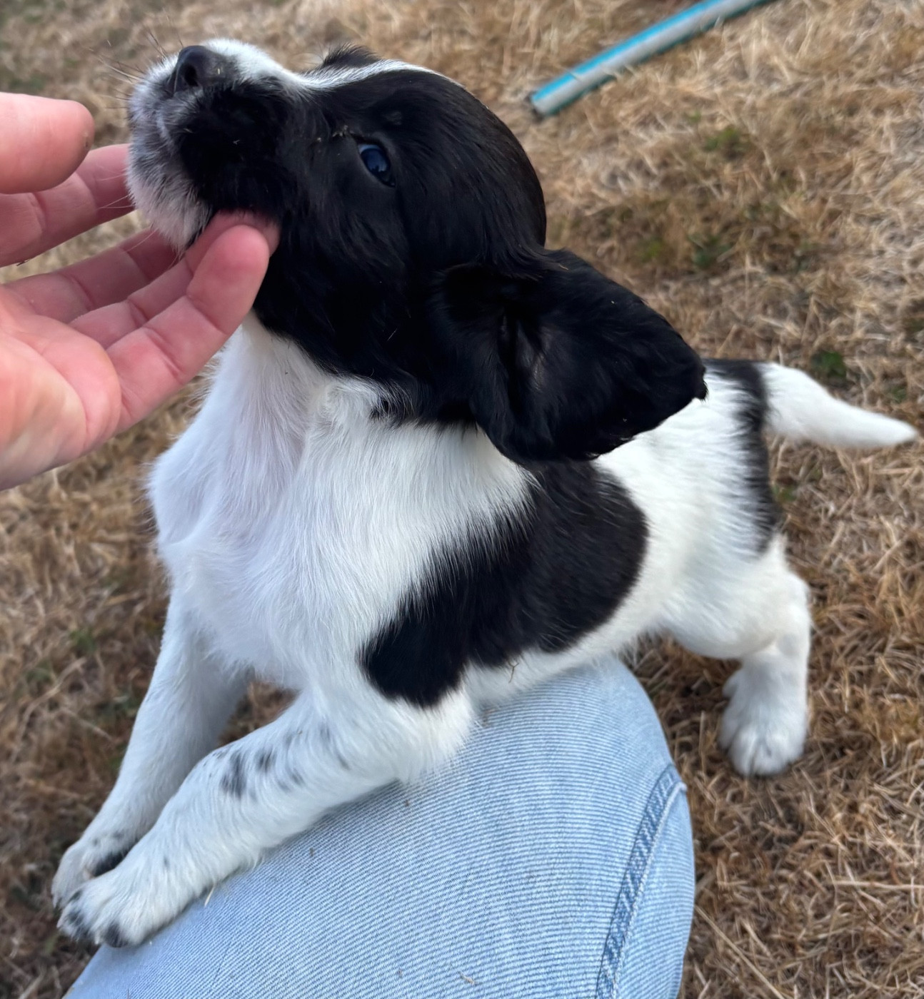 des Etangs de Dame Blanche - Chiots disponibles - English Springer Spaniel
