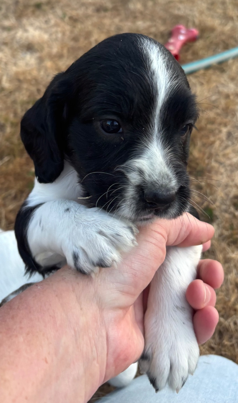 des Etangs de Dame Blanche - Chiots disponibles - English Springer Spaniel