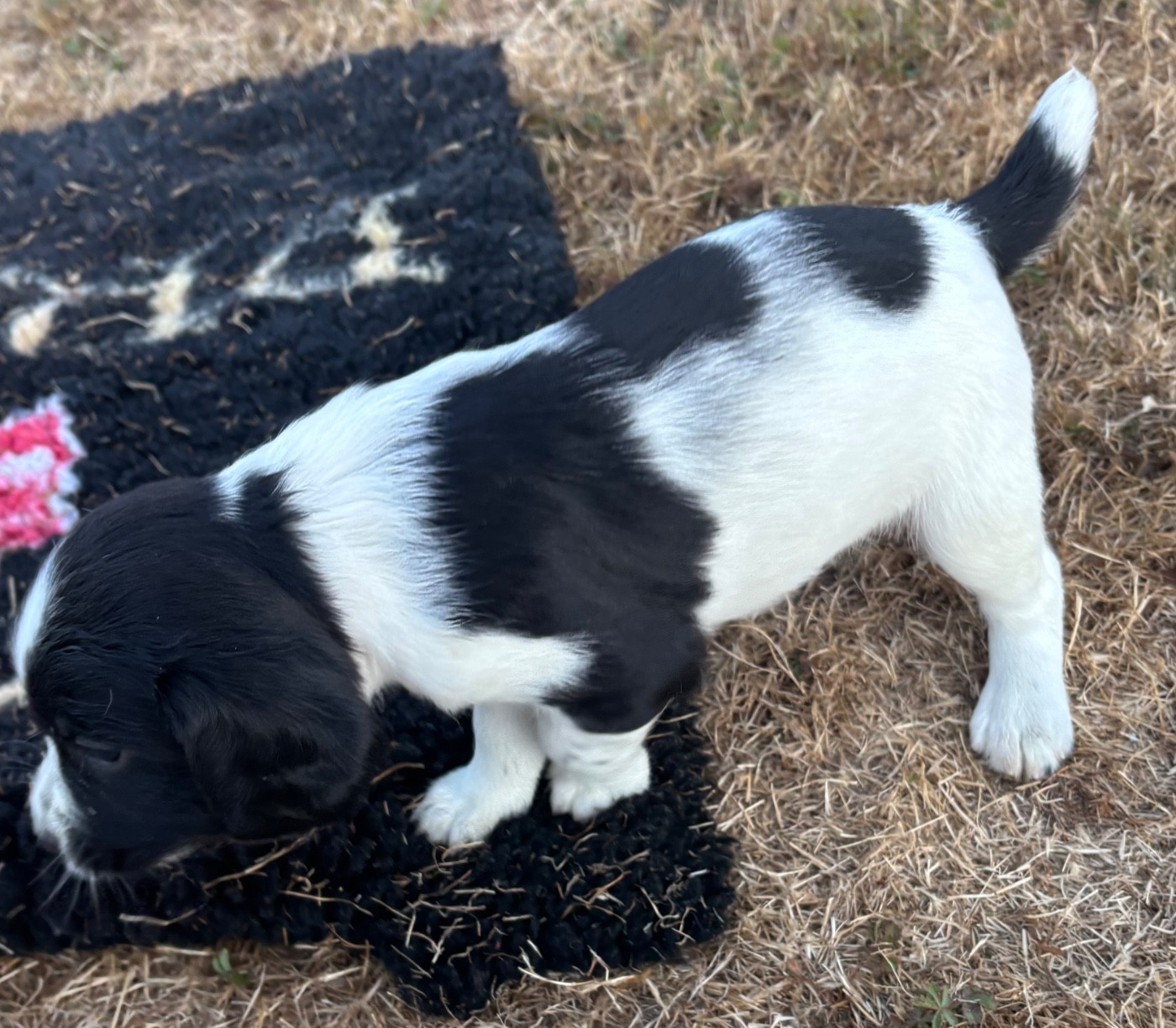 des Etangs de Dame Blanche - Chiots disponibles - English Springer Spaniel