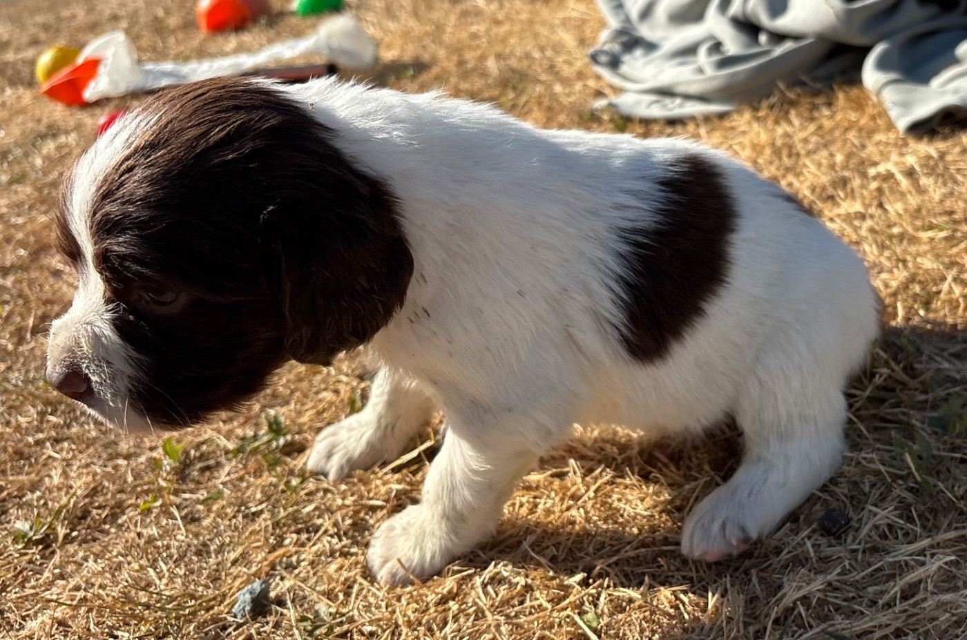 des Etangs de Dame Blanche - Chiots disponibles - English Springer Spaniel