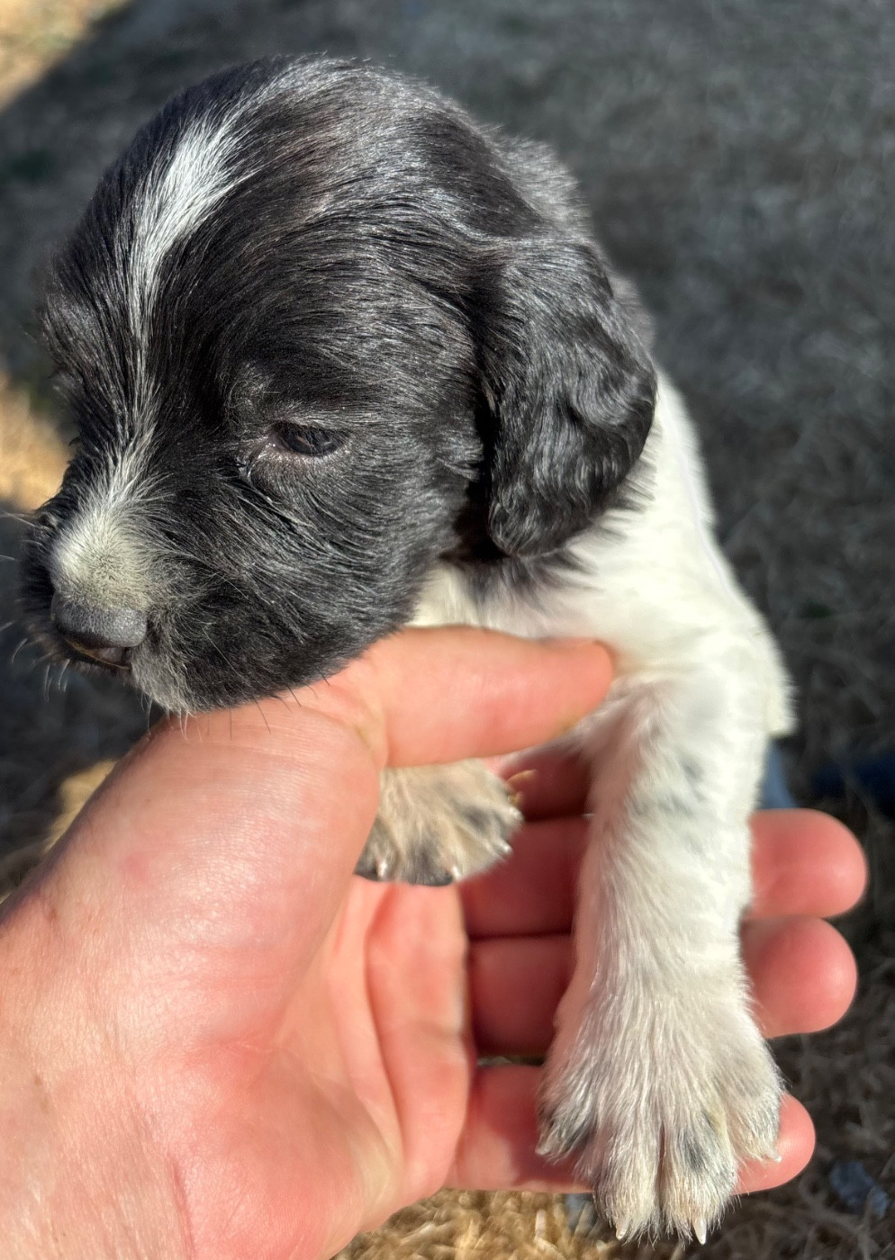 des Etangs de Dame Blanche - Chiots disponibles - English Springer Spaniel