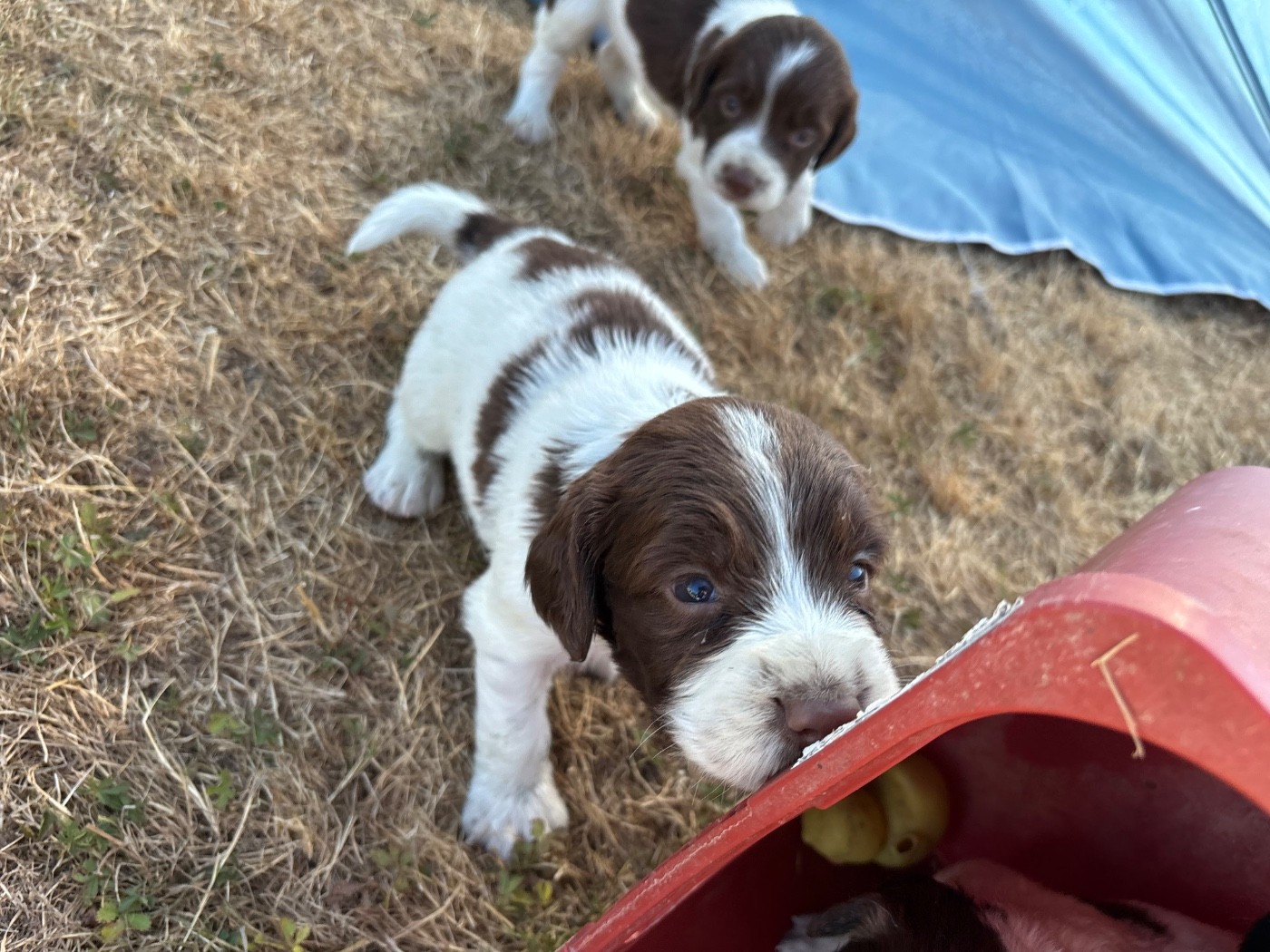 des Etangs de Dame Blanche - Chiots disponibles - English Springer Spaniel