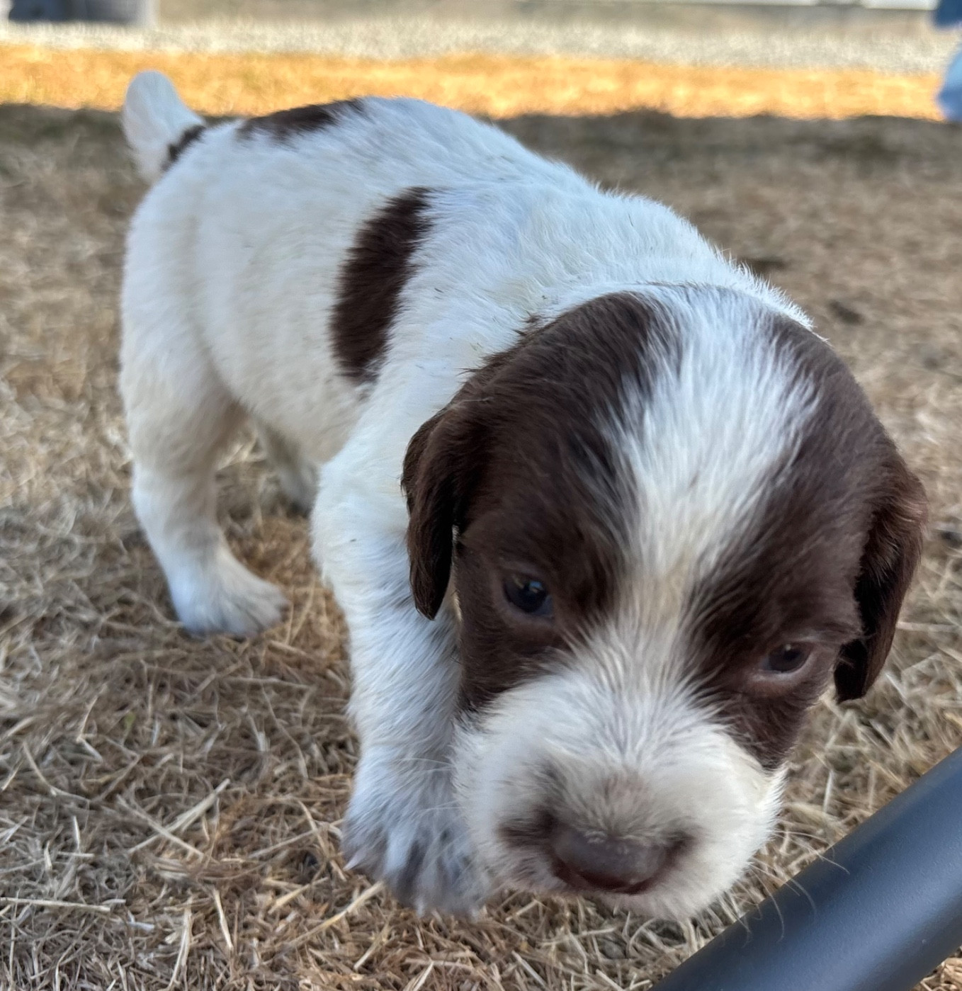 des Etangs de Dame Blanche - Chiots disponibles - English Springer Spaniel