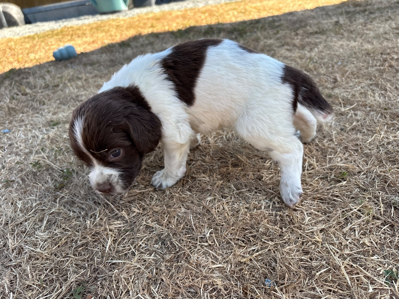 des Etangs de Dame Blanche - Chiots disponibles - English Springer Spaniel