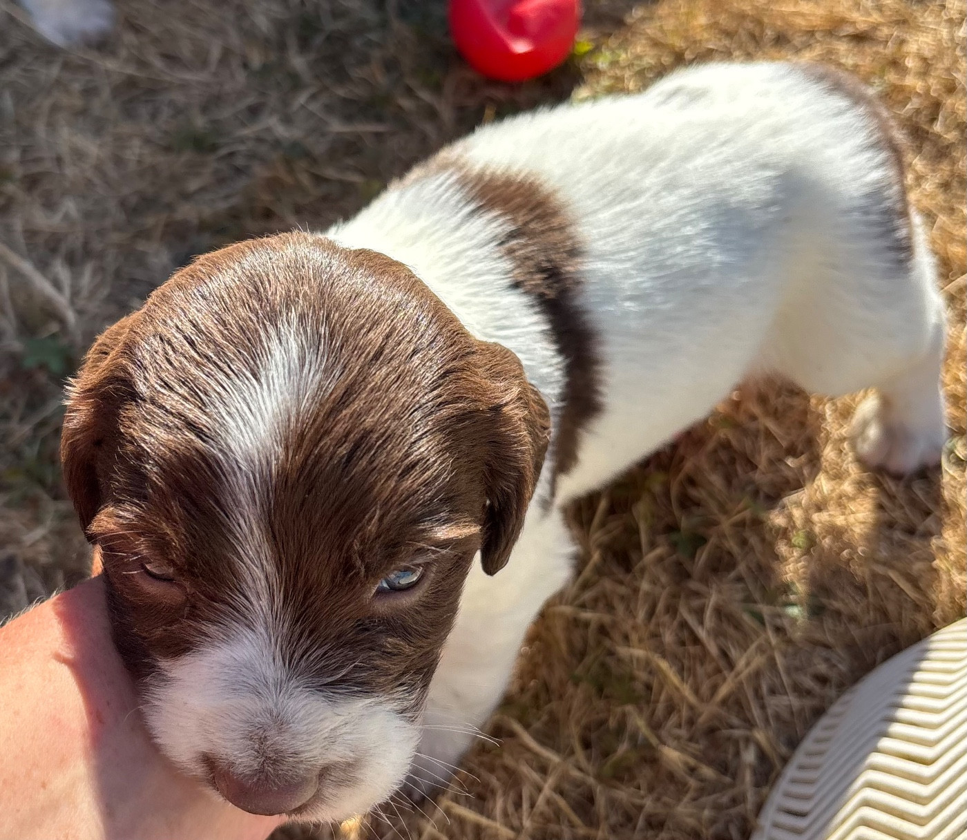 des Etangs de Dame Blanche - Chiots disponibles - English Springer Spaniel