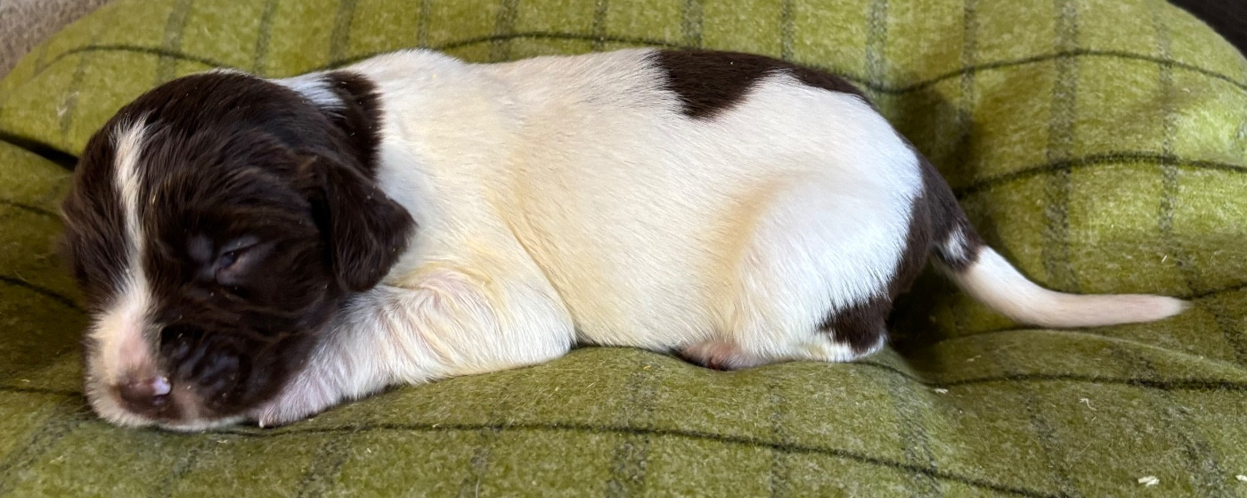 des Etangs de Dame Blanche - Chiots disponibles - English Springer Spaniel