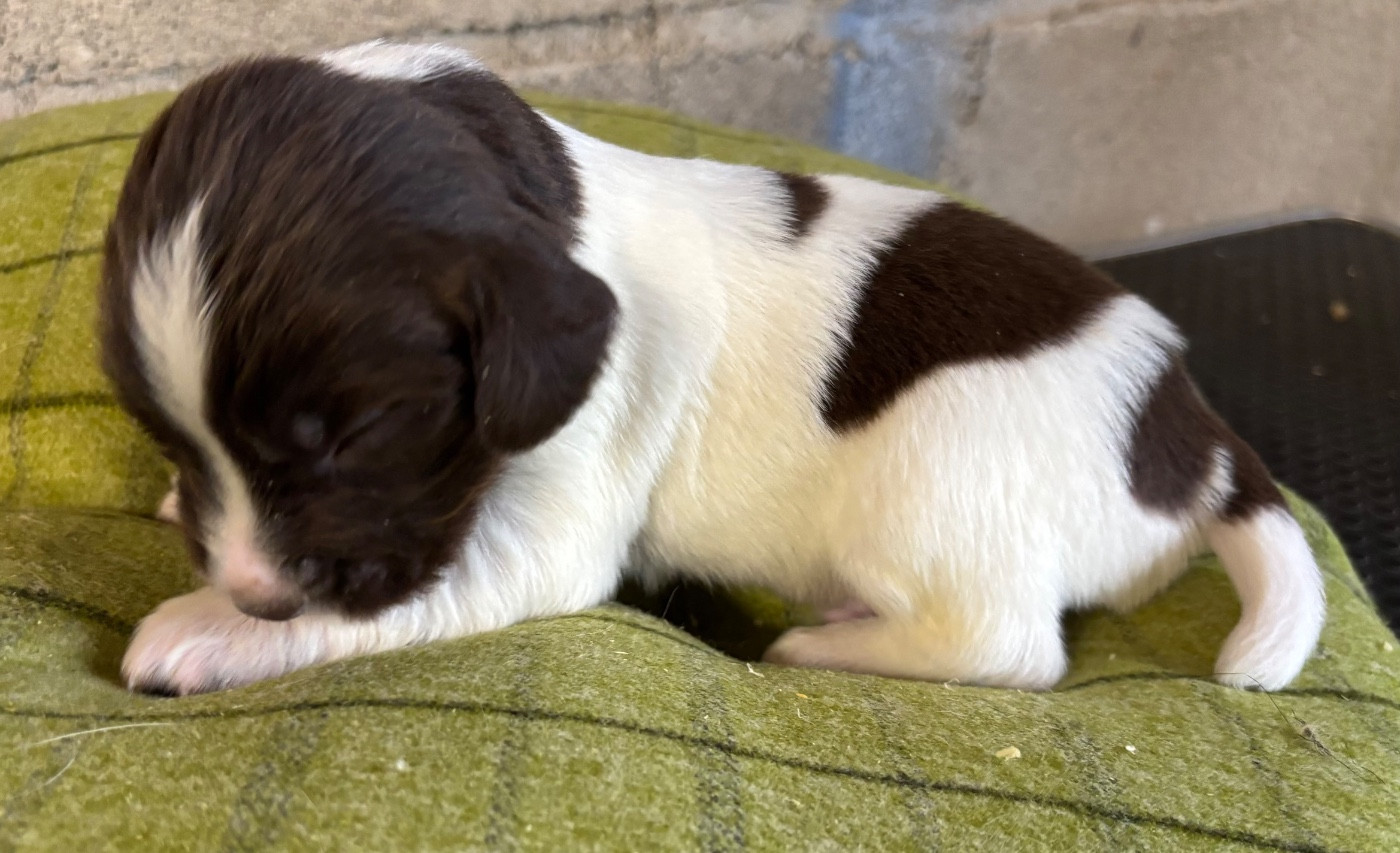 des Etangs de Dame Blanche - Chiots disponibles - English Springer Spaniel