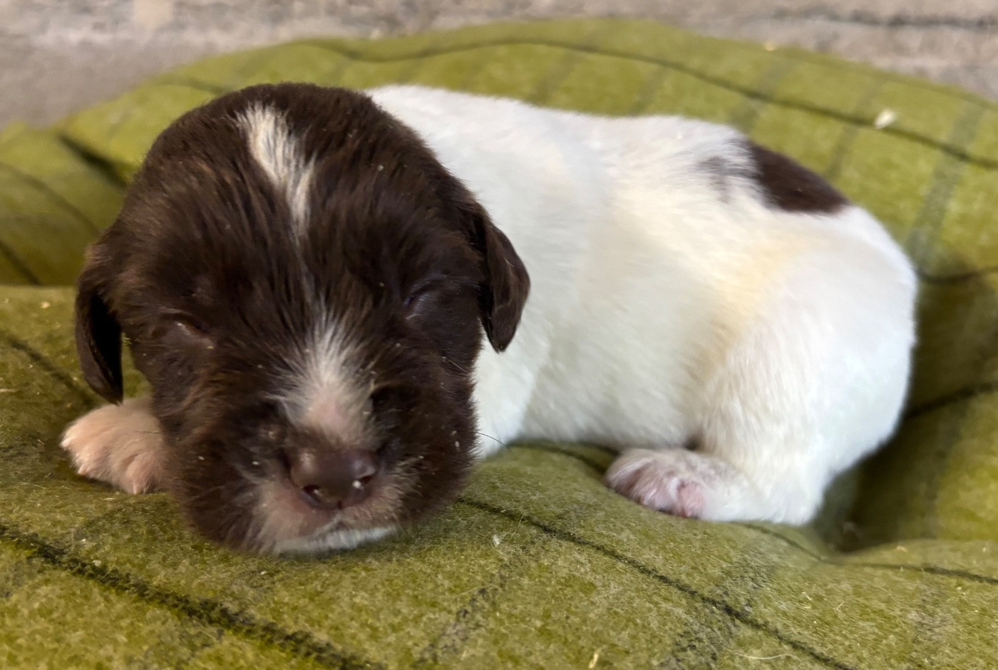 des Etangs de Dame Blanche - Chiots disponibles - English Springer Spaniel
