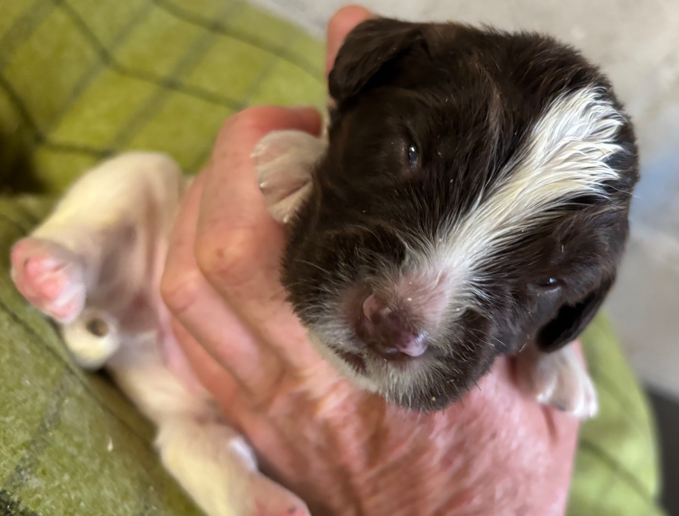 des Etangs de Dame Blanche - Chiots disponibles - English Springer Spaniel