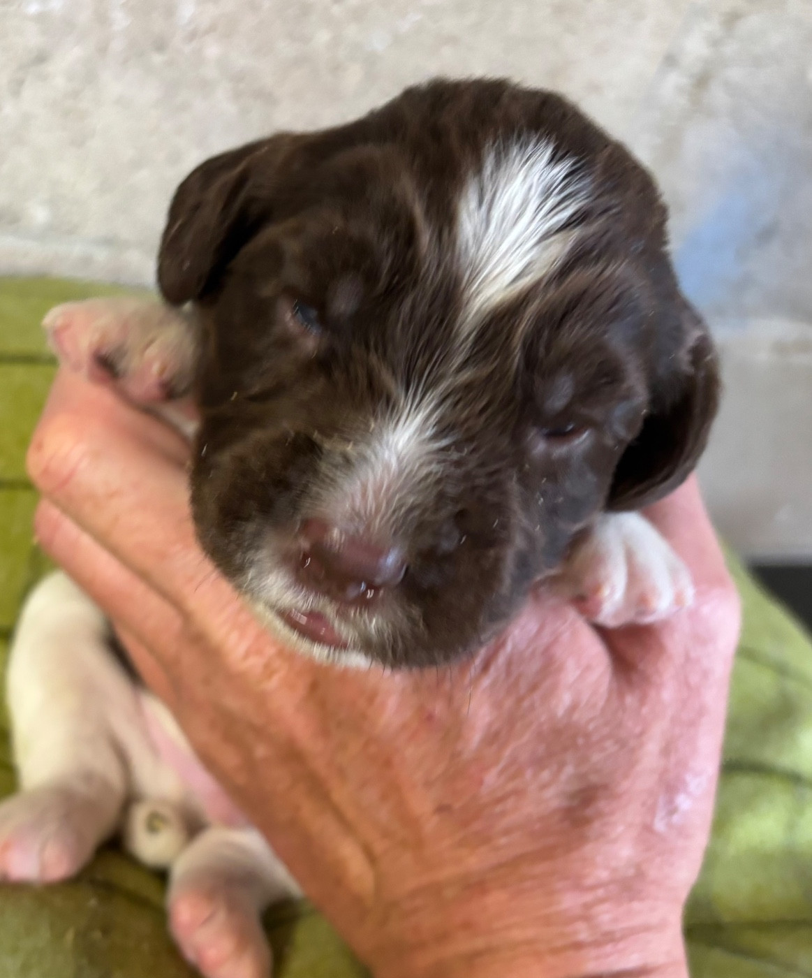 des Etangs de Dame Blanche - Chiots disponibles - English Springer Spaniel