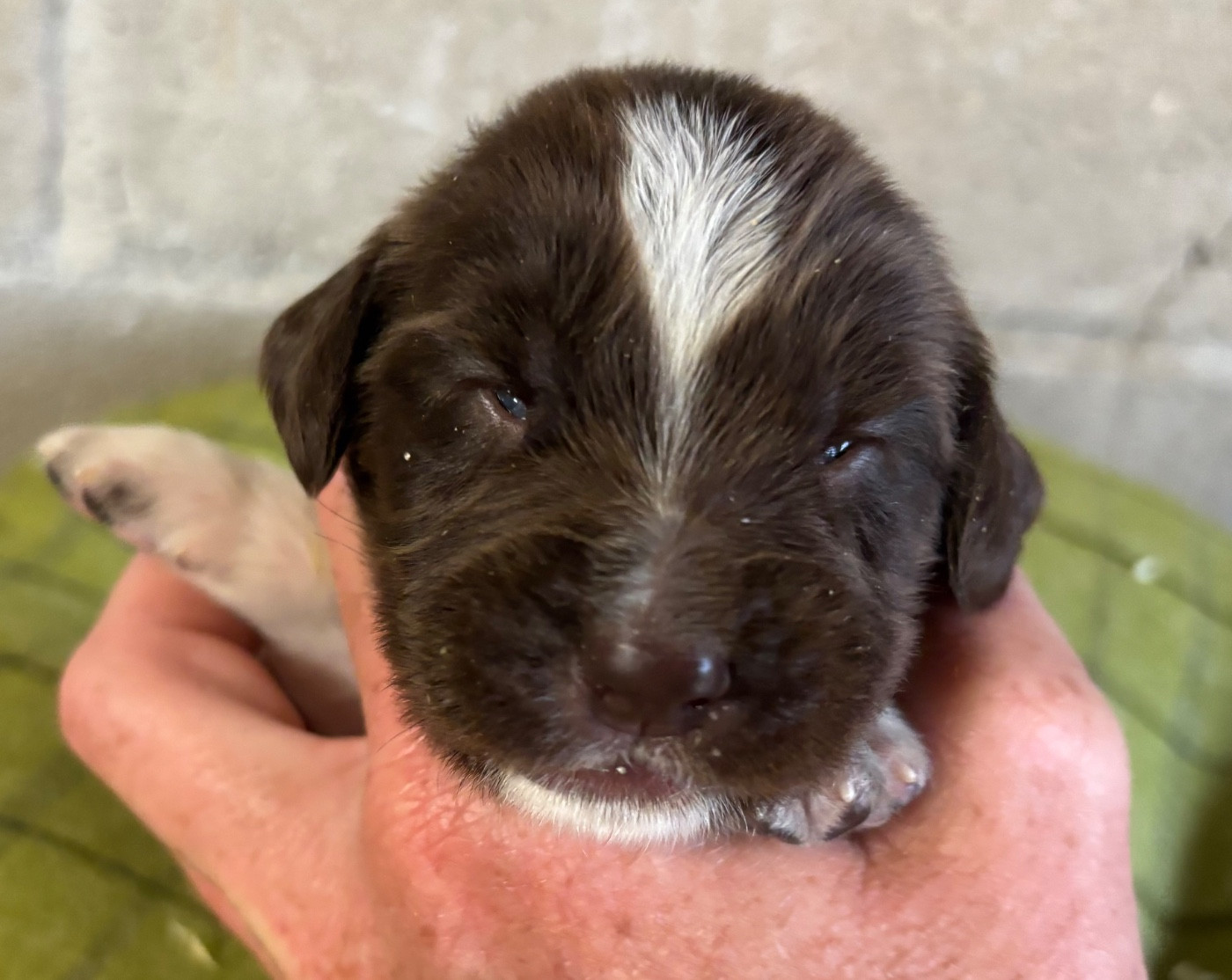 des Etangs de Dame Blanche - Chiots disponibles - English Springer Spaniel