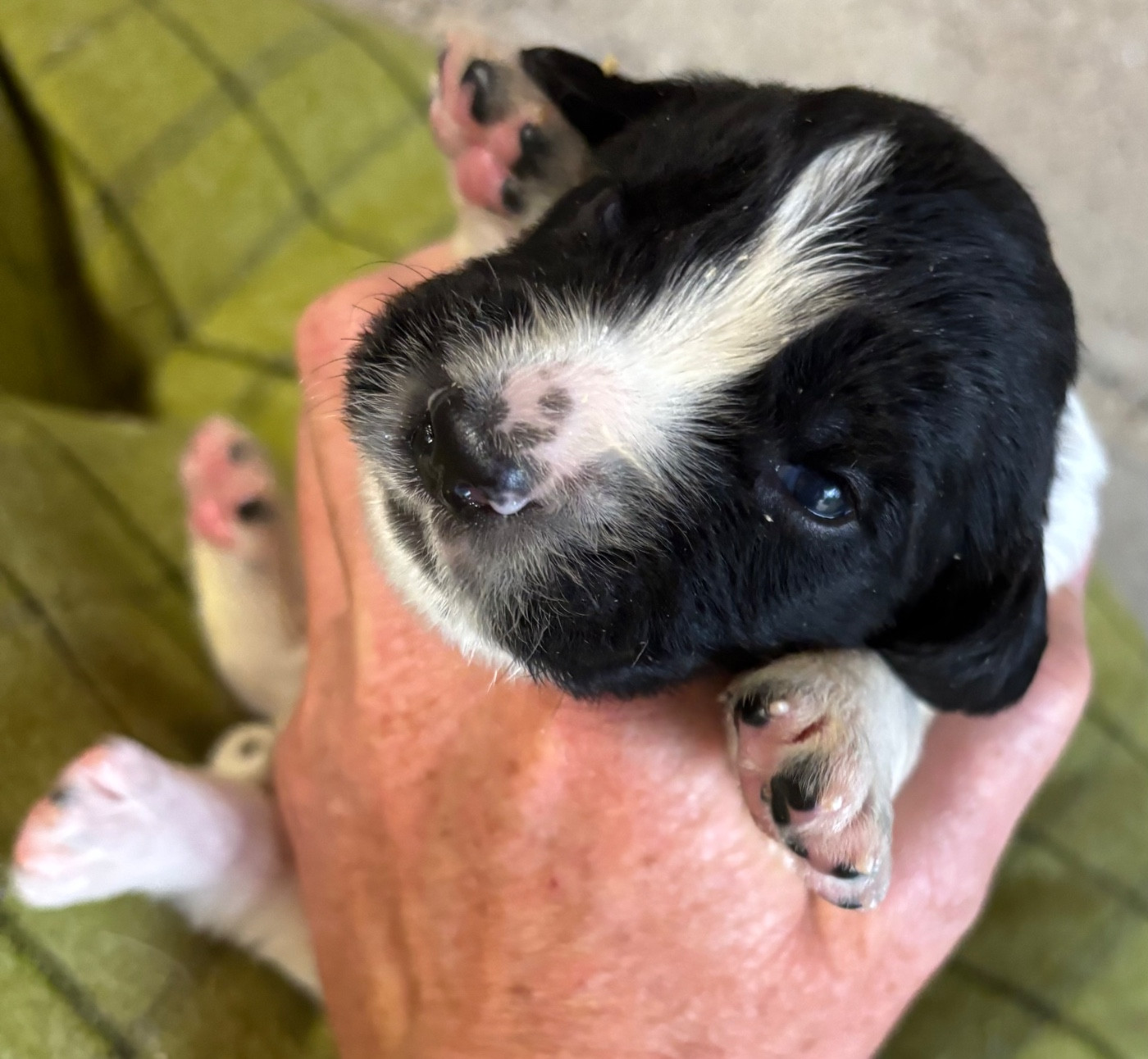 des Etangs de Dame Blanche - Chiots disponibles - English Springer Spaniel