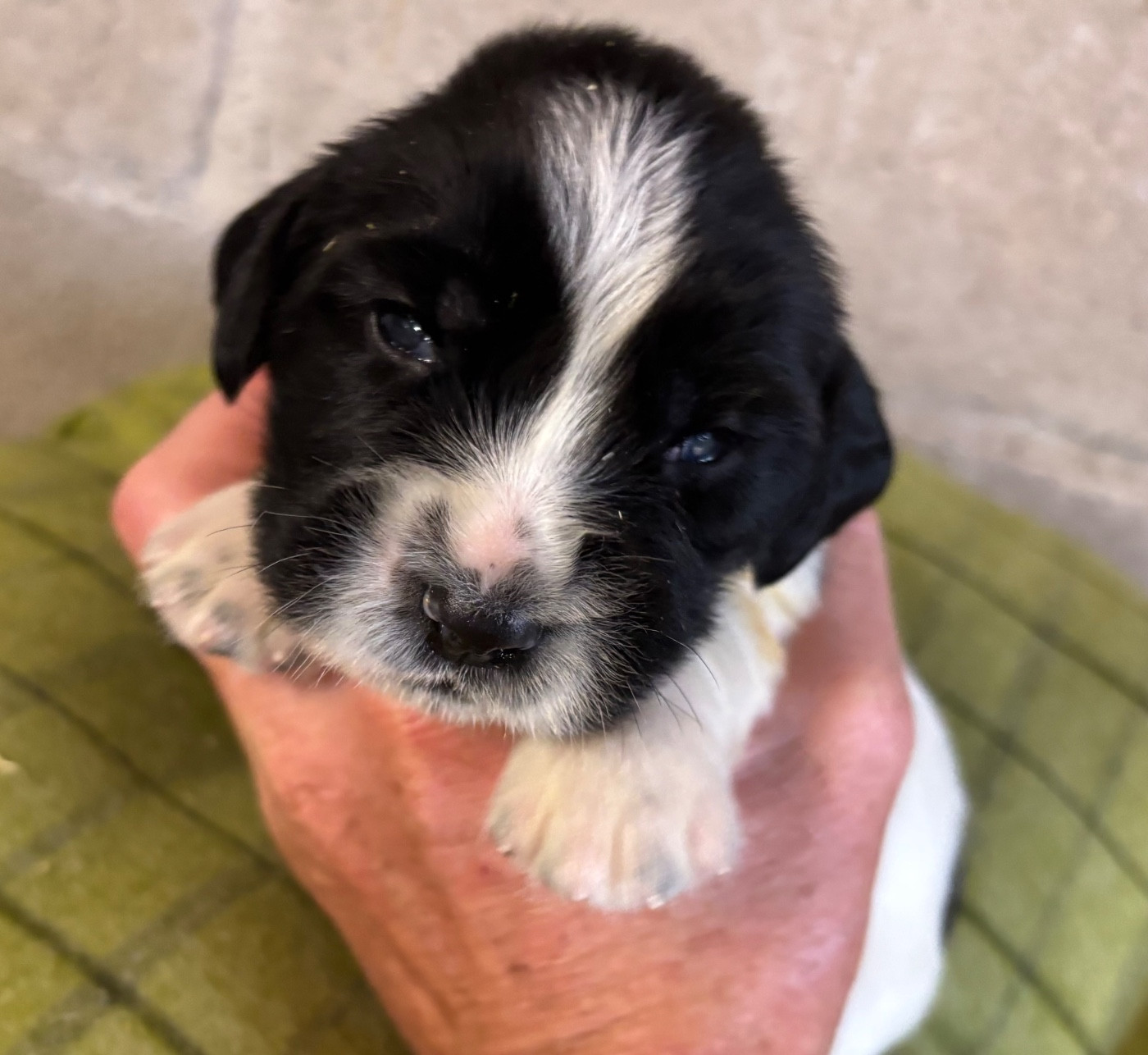 des Etangs de Dame Blanche - Chiots disponibles - English Springer Spaniel