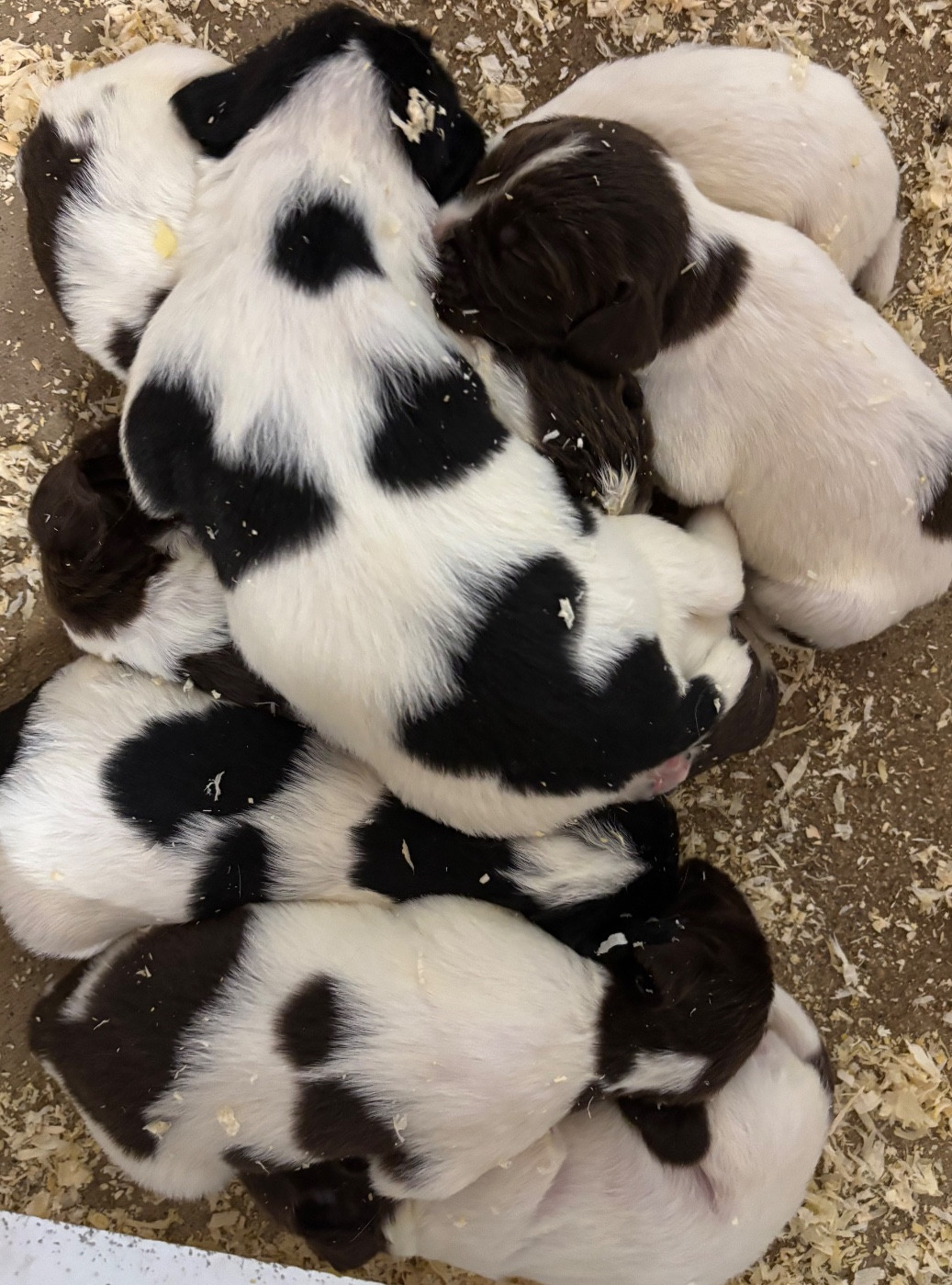 Chiot English Springer Spaniel des Etangs de Dame Blanche