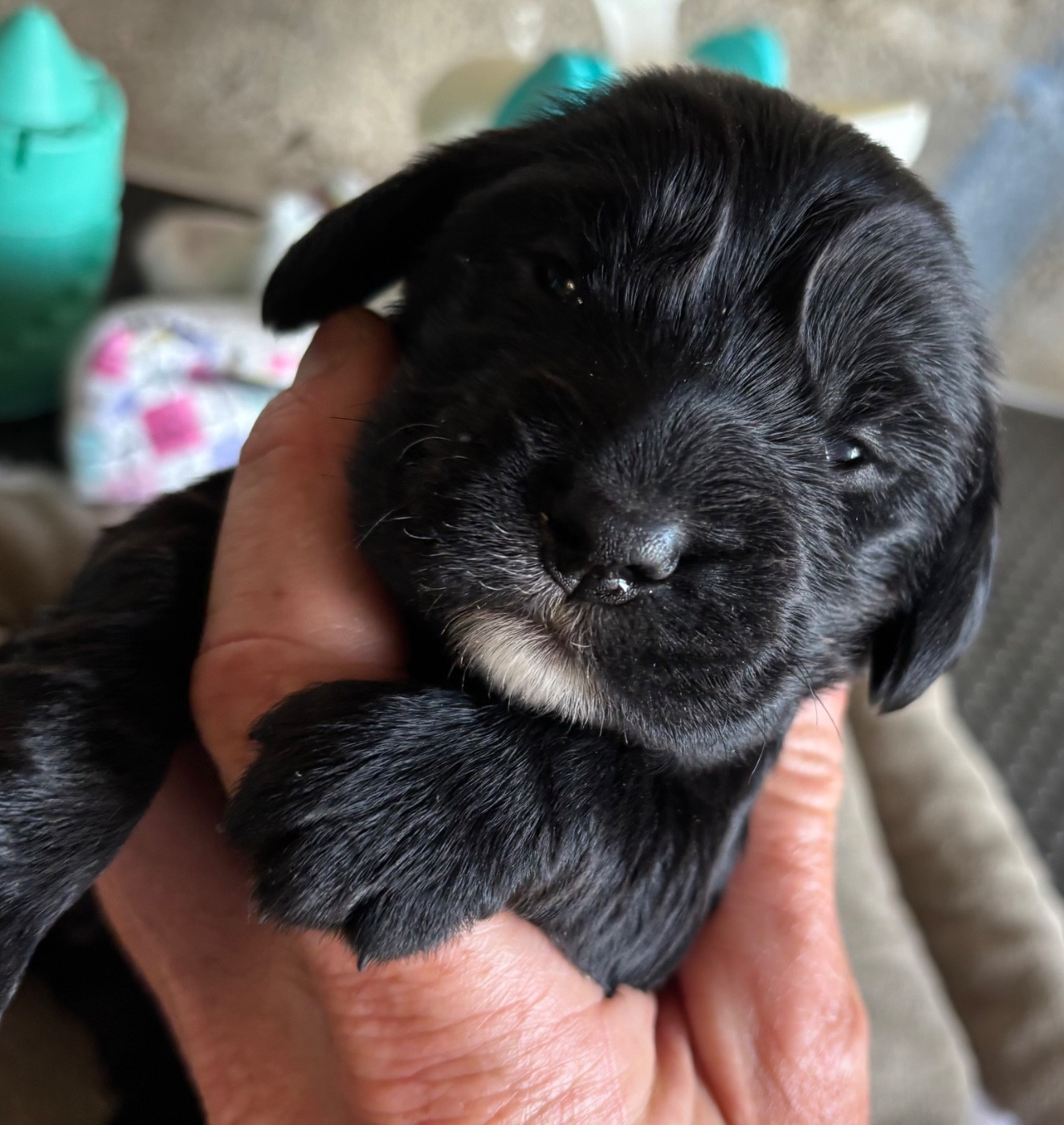 des Etangs de Dame Blanche - Chiots disponibles - Cocker Spaniel Anglais