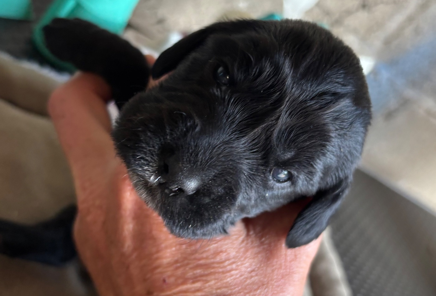 des Etangs de Dame Blanche - Chiots disponibles - Cocker Spaniel Anglais