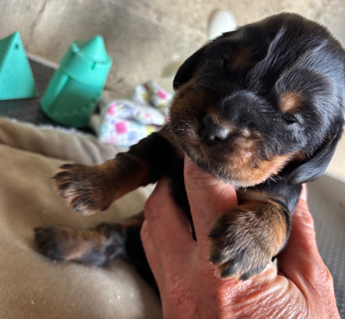 des Etangs de Dame Blanche - Chiots disponibles - Cocker Spaniel Anglais