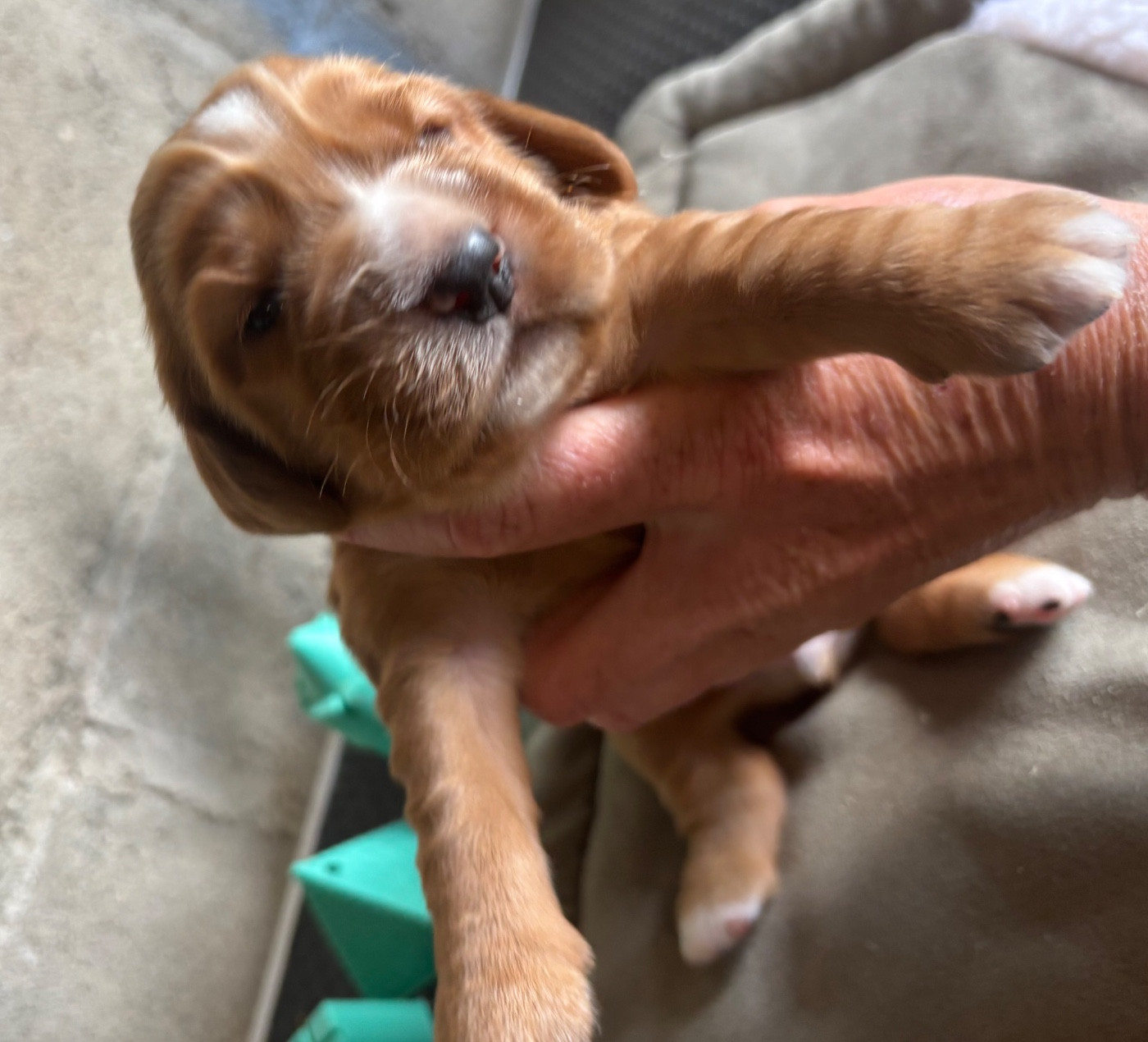 des Etangs de Dame Blanche - Chiots disponibles - Cocker Spaniel Anglais