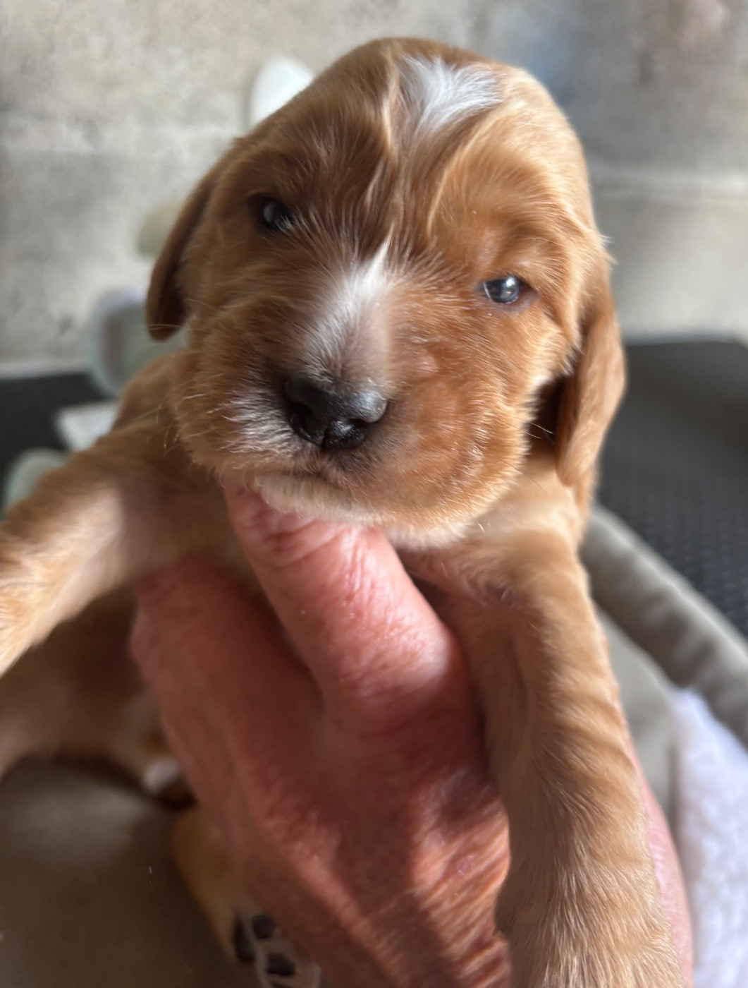 des Etangs de Dame Blanche - Chiots disponibles - Cocker Spaniel Anglais