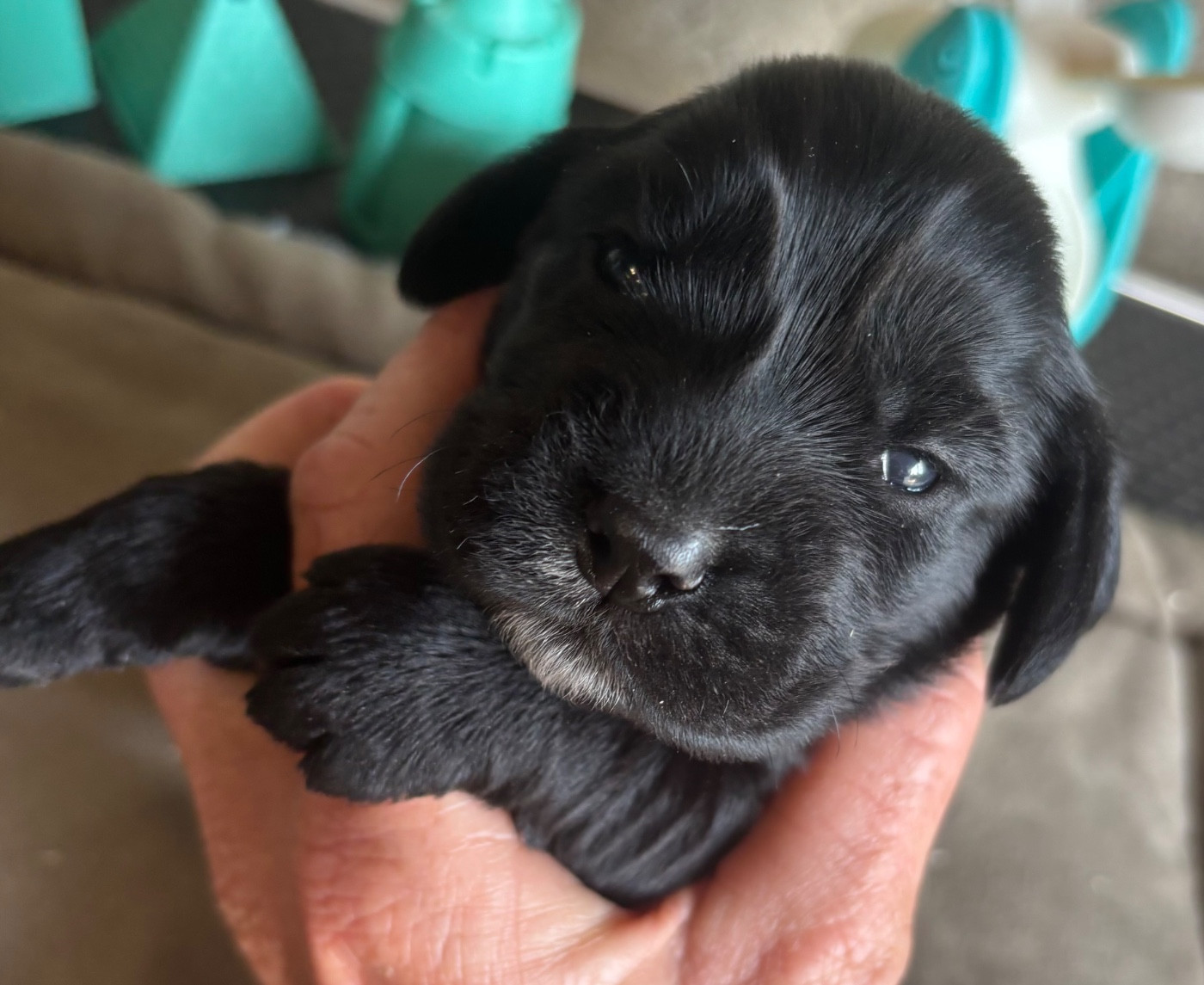 des Etangs de Dame Blanche - Chiots disponibles - Cocker Spaniel Anglais