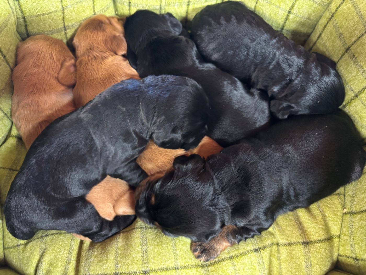 Chiot Cocker Spaniel Anglais des Etangs de Dame Blanche