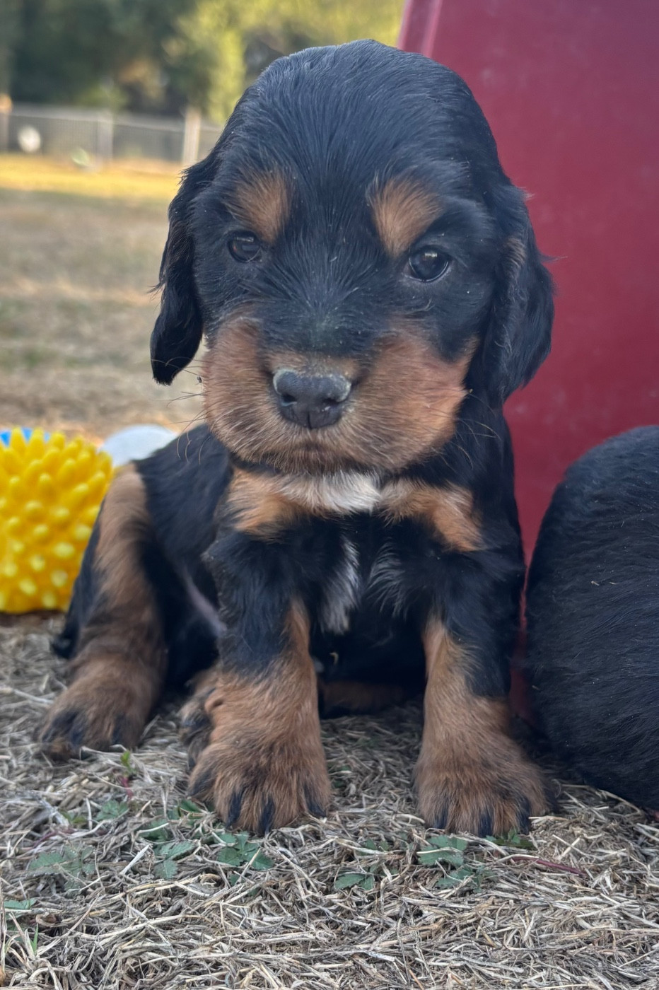 des Etangs de Dame Blanche - Chiots disponibles - Cocker Spaniel Anglais