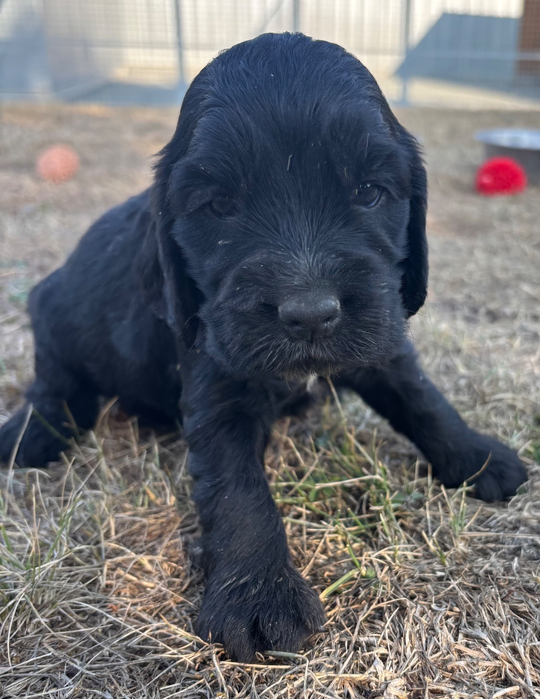 des Etangs de Dame Blanche - Chiots disponibles - Cocker Spaniel Anglais