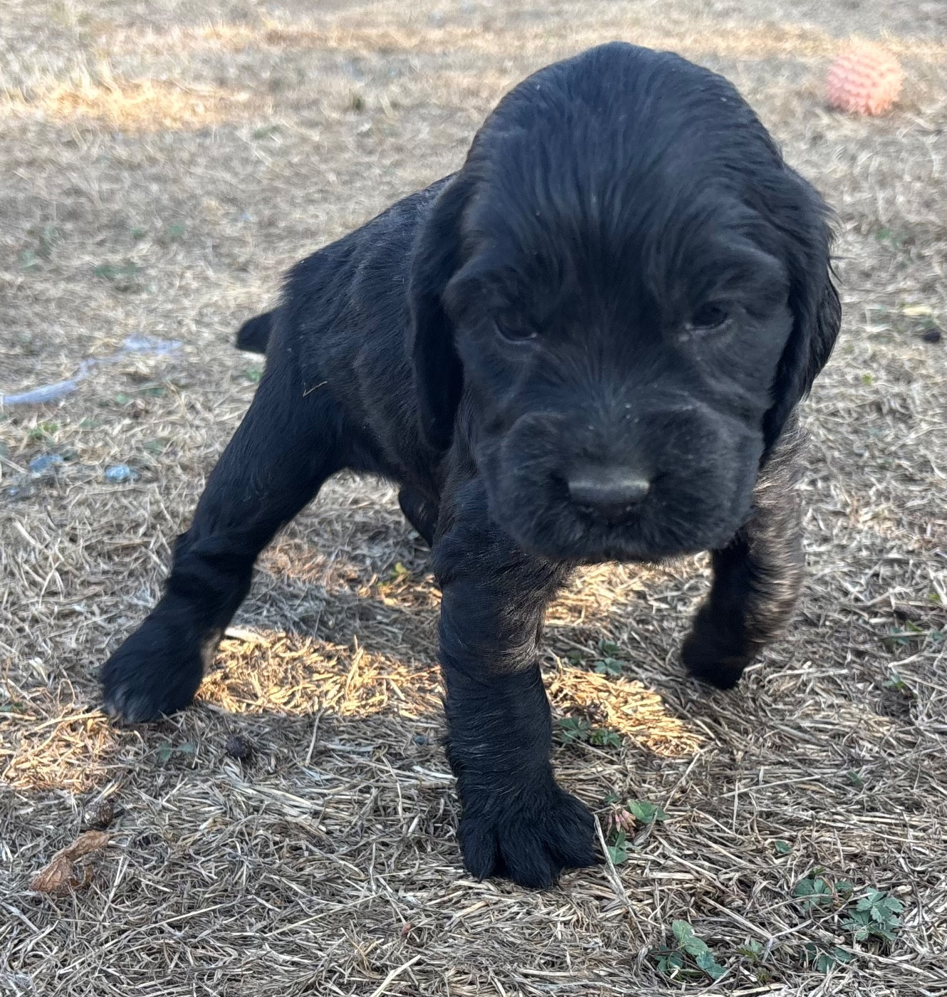 des Etangs de Dame Blanche - Chiots disponibles - Cocker Spaniel Anglais