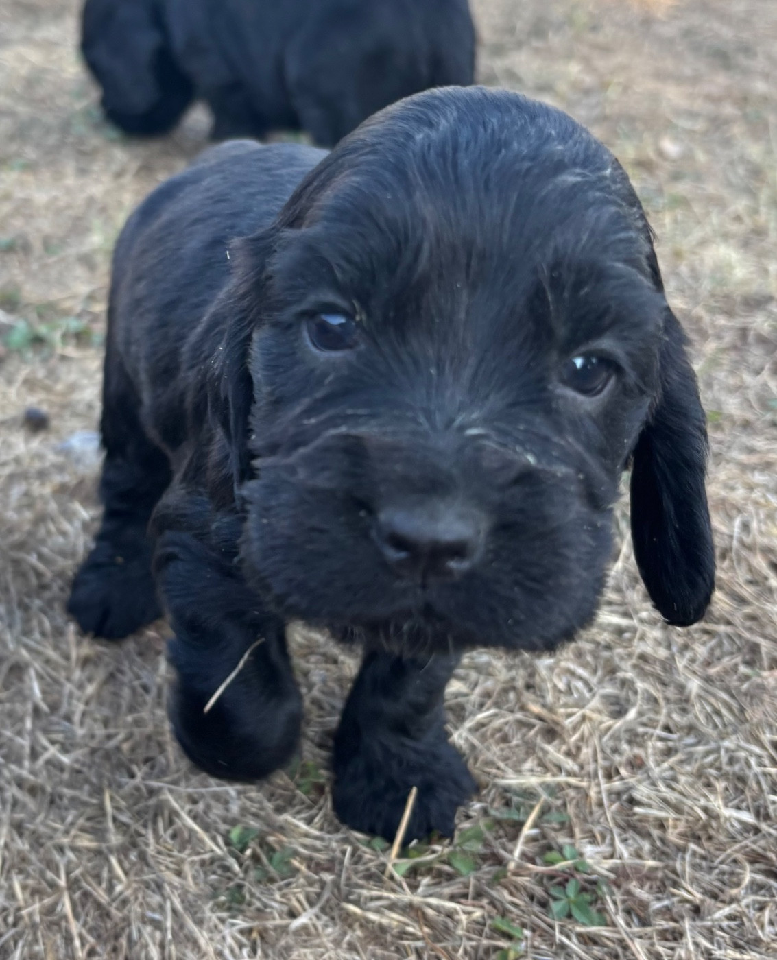 des Etangs de Dame Blanche - Chiots disponibles - Cocker Spaniel Anglais