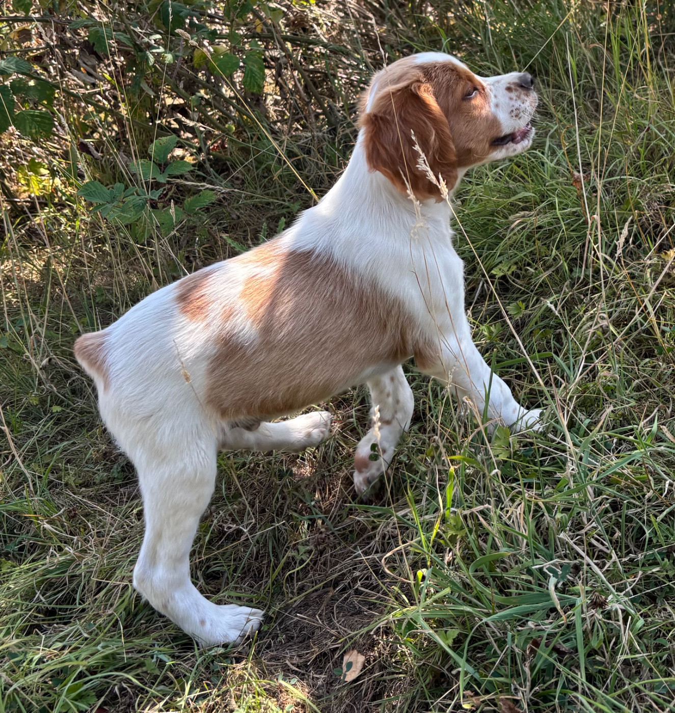 des Etangs de Dame Blanche - Chiots disponibles - Epagneul Breton