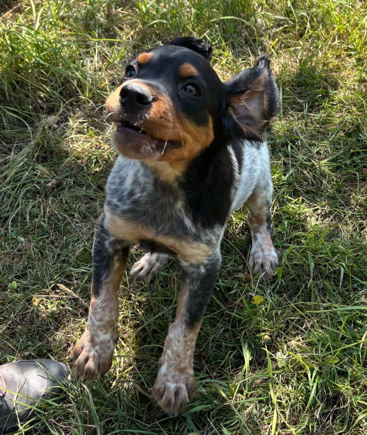 des Etangs de Dame Blanche - Chiots disponibles - Epagneul Breton