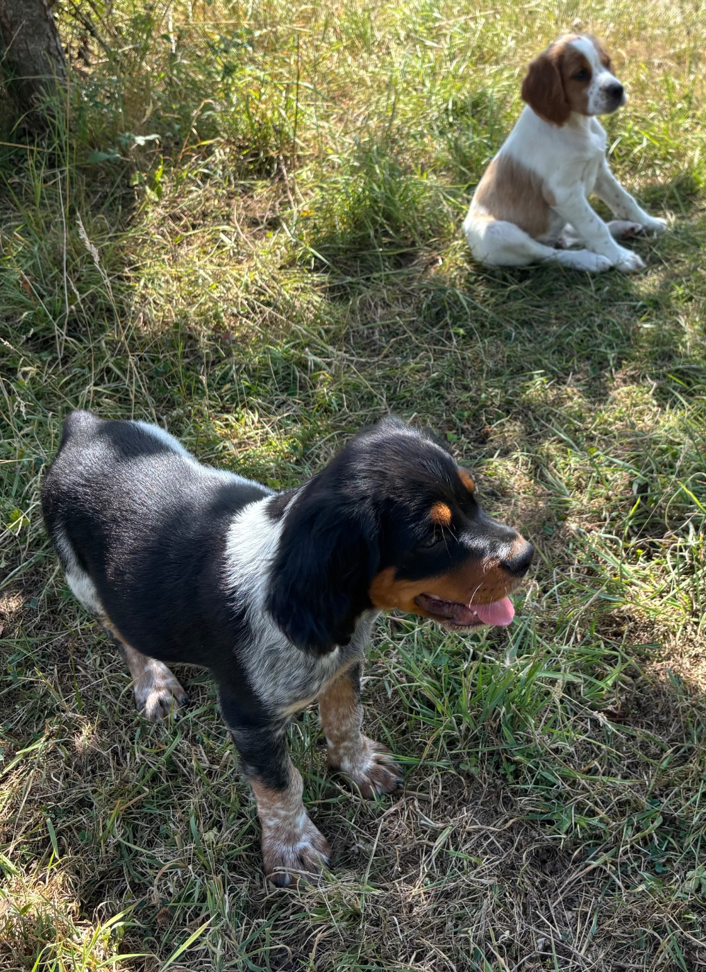 Chiot Epagneul Breton des Etangs de Dame Blanche