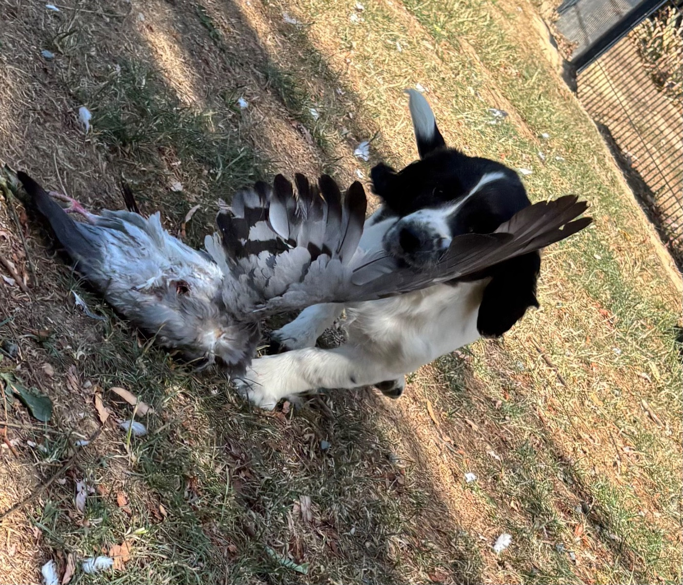 des Etangs de Dame Blanche - Chiots disponibles - English Springer Spaniel