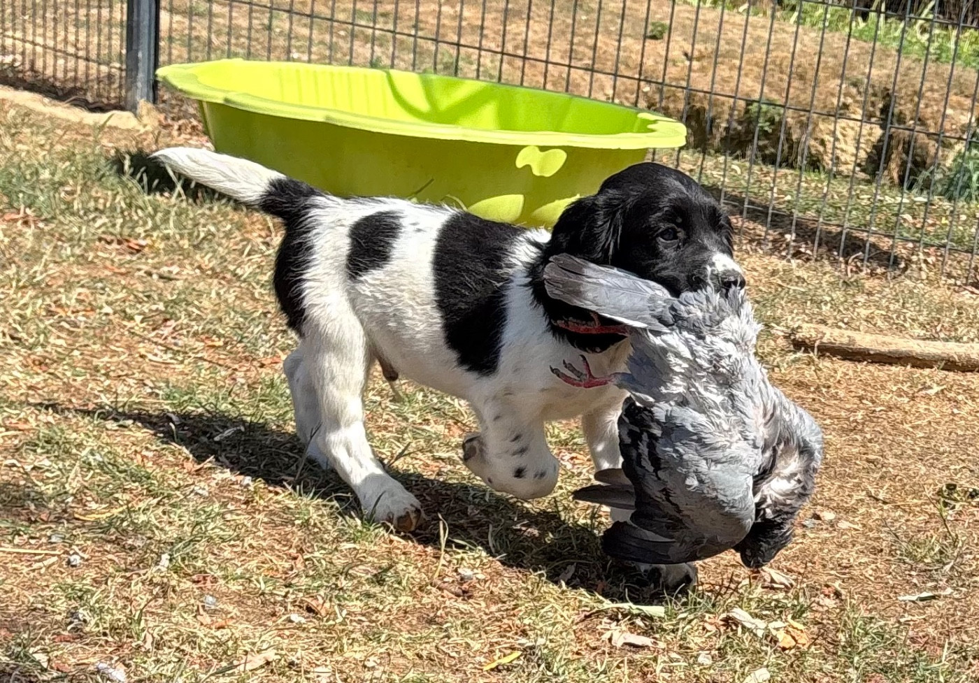 des Etangs de Dame Blanche - Chiots disponibles - English Springer Spaniel