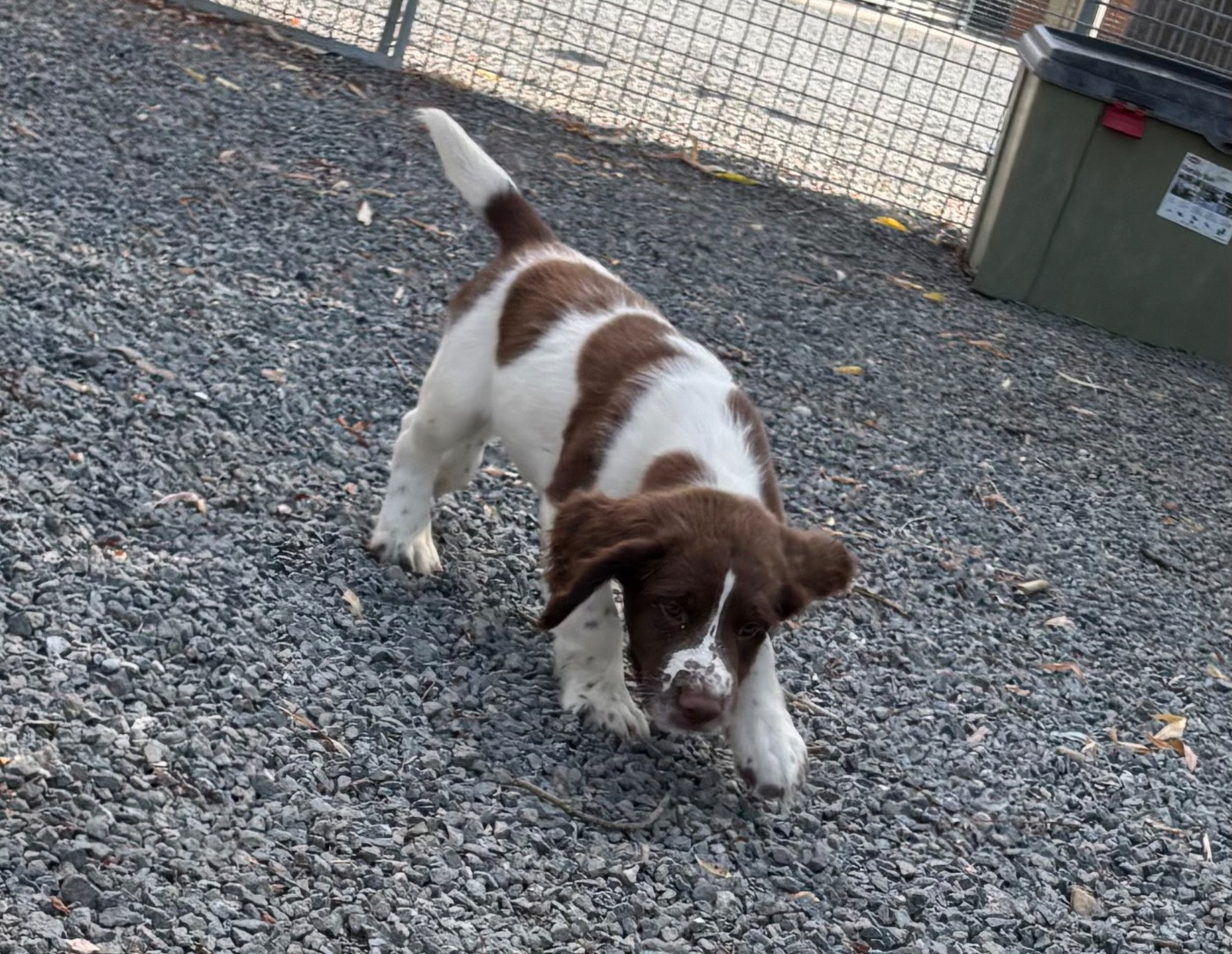 des Etangs de Dame Blanche - Chiots disponibles - English Springer Spaniel