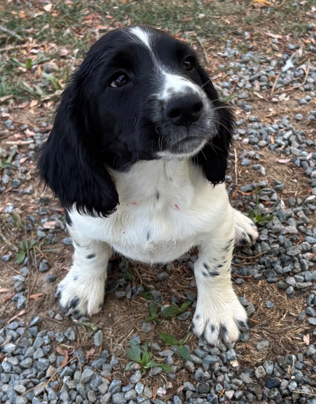 des Etangs de Dame Blanche - Chiots disponibles - English Springer Spaniel