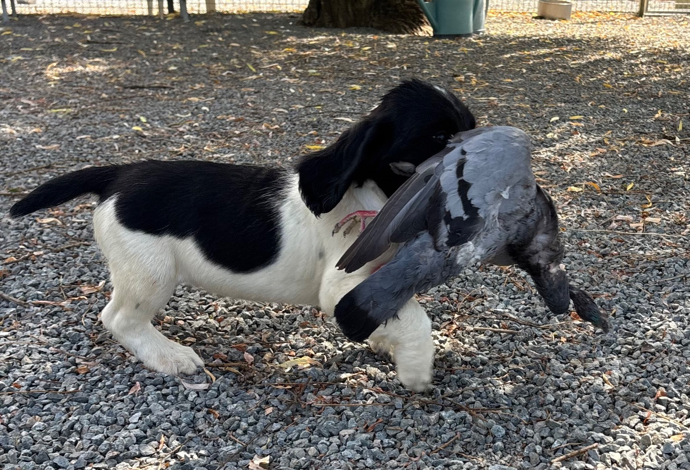 des Etangs de Dame Blanche - Chiots disponibles - English Springer Spaniel