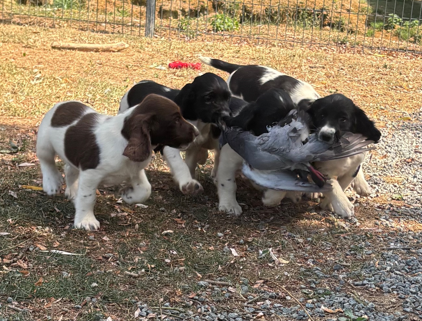 des Etangs de Dame Blanche - English Springer Spaniel - Portée née le 19/05/2026