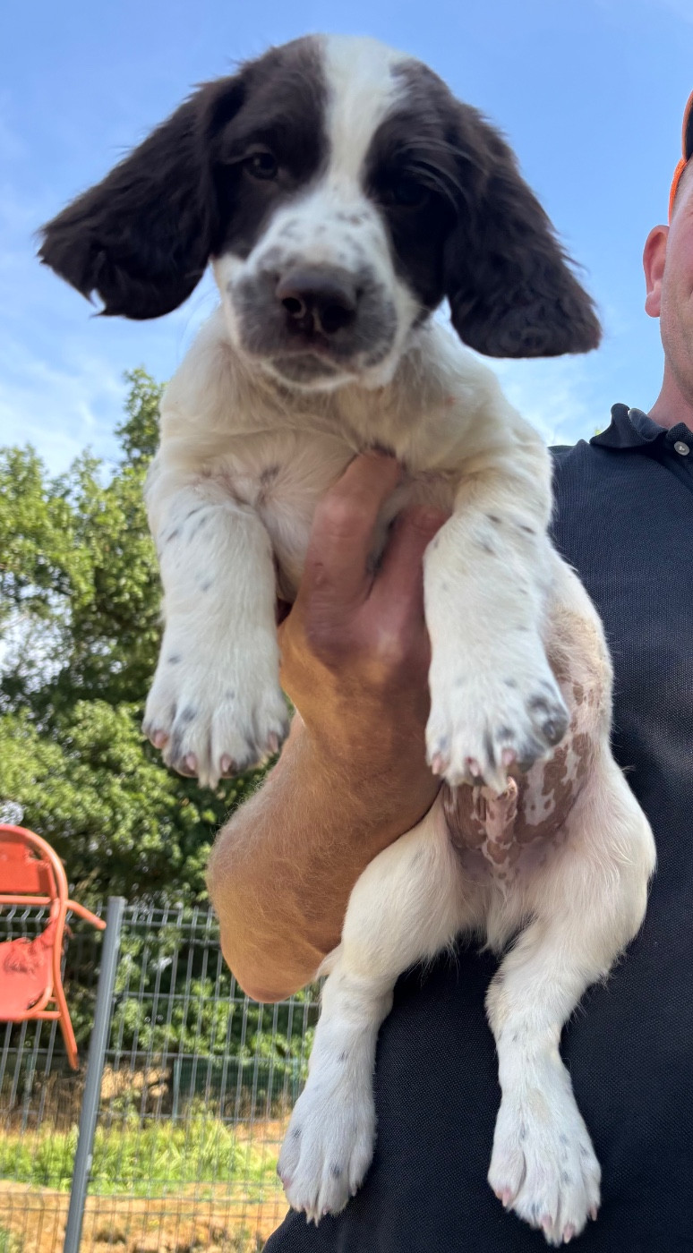 des Etangs de Dame Blanche - Chiots disponibles - English Springer Spaniel