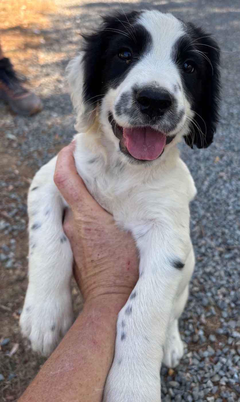 des Etangs de Dame Blanche - Chiots disponibles - English Springer Spaniel